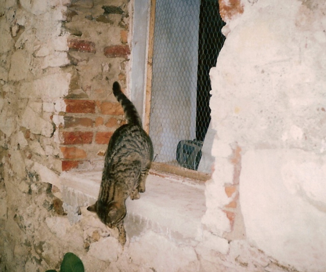 želva okno.jpg