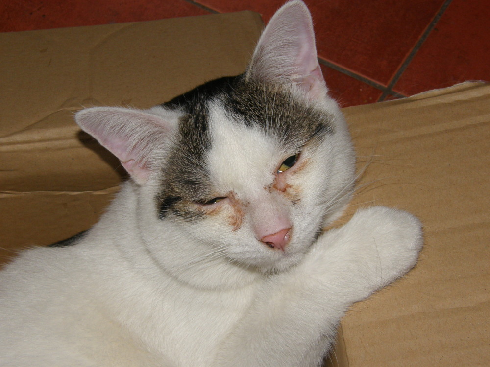 MIKIN4.jpg